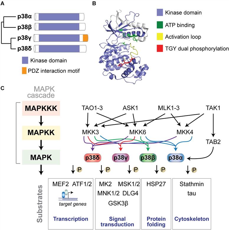 The p38 MAP kinase signaling pathway.